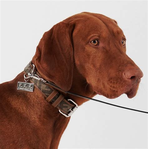 fendi collar t shirt|elegant dog collar.